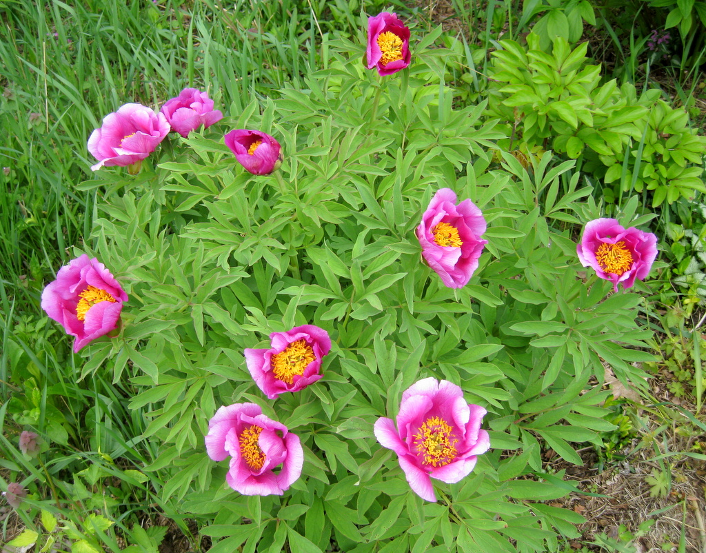 Paeonia aff caucasica JJH980795KART2400m #140